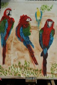 Scarlet Macaws